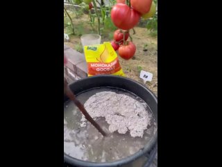 fertilizer for tomatoes